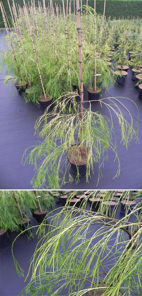 Chamaecyparis lawsoniana 'Filip's Twinkle Tails'